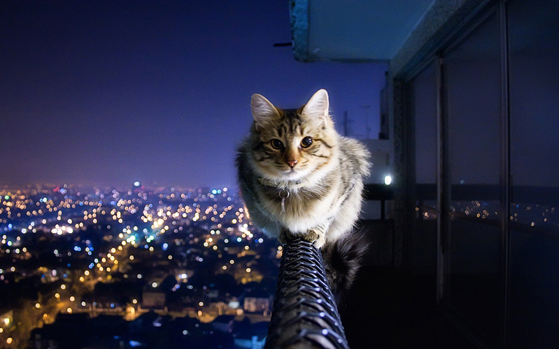 кот на перилах на фоне ночного города