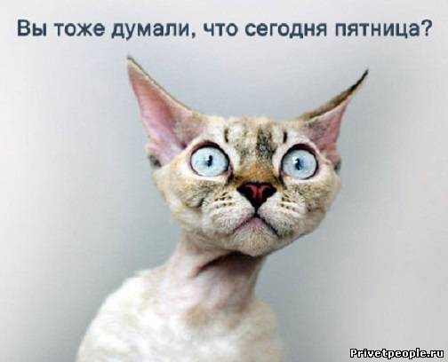 Афоризмы прикольные о выходных Афоризмы прикольные о выходных