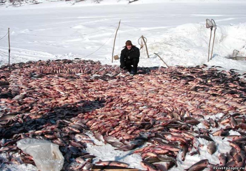 Зимняя рыбалка много рыбы статусы