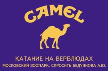 Camel катание на верблюдах.
