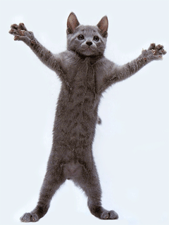 Смешные анимированные картинки Кошака танцевака