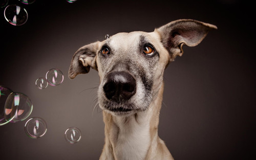 Смешной пес и мыльные пузыри, обои 1920px × 1200px