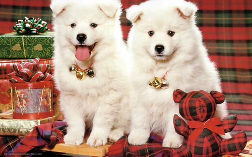Две белые собаки и подарки, обои 1600px × 1000px