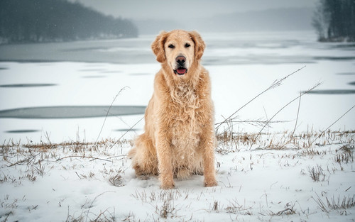 Пес на берегу зимнего озера, обои 1920px × 1200px