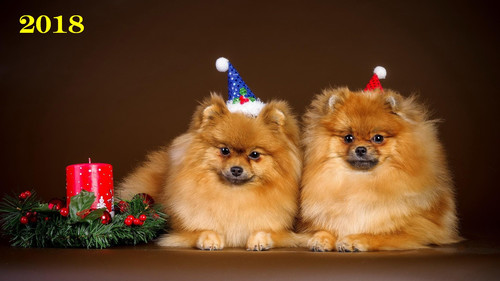 Две собачки в Новый год, обои 1920px?1080px