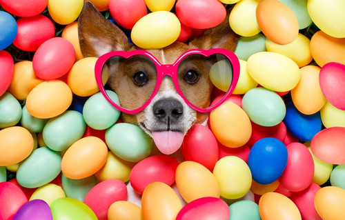 Собака в очках и разноцветные яйца, картинка 596px × 380px