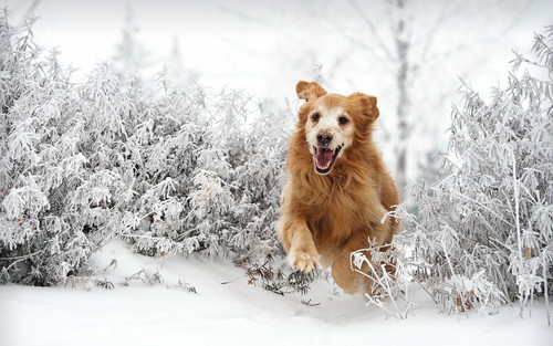 Бегущий по снегу рыжий пес, обои 1920px × 1200px