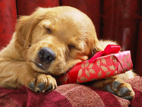 Спящий щенок с подарком, обои 1600px × 1200px