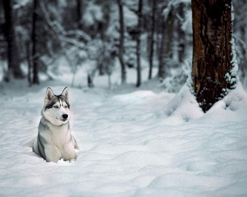 Собака-волк в зимнем лесу, обои 1280px × 1024px