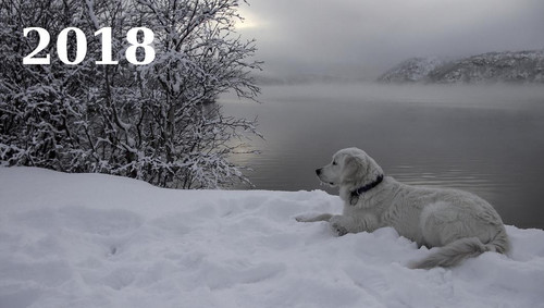 Собака зимой на берегу озера, обои 1060px×600px